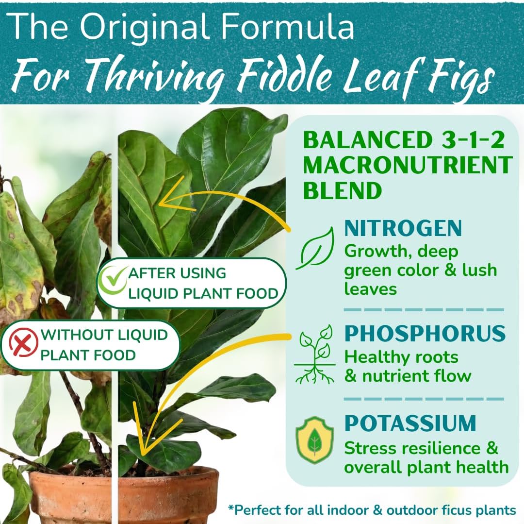 Fiddle Leaf Fig Plant Food – 3‑1‑2 Balanced NPK Liquid Fertilizer for Larger Leaves, Stronger Roots & Steady, Vibrant Growth | Suitable for All Ficus Including Ficus Lyrata | Made in USA | 8 oz - Image 2