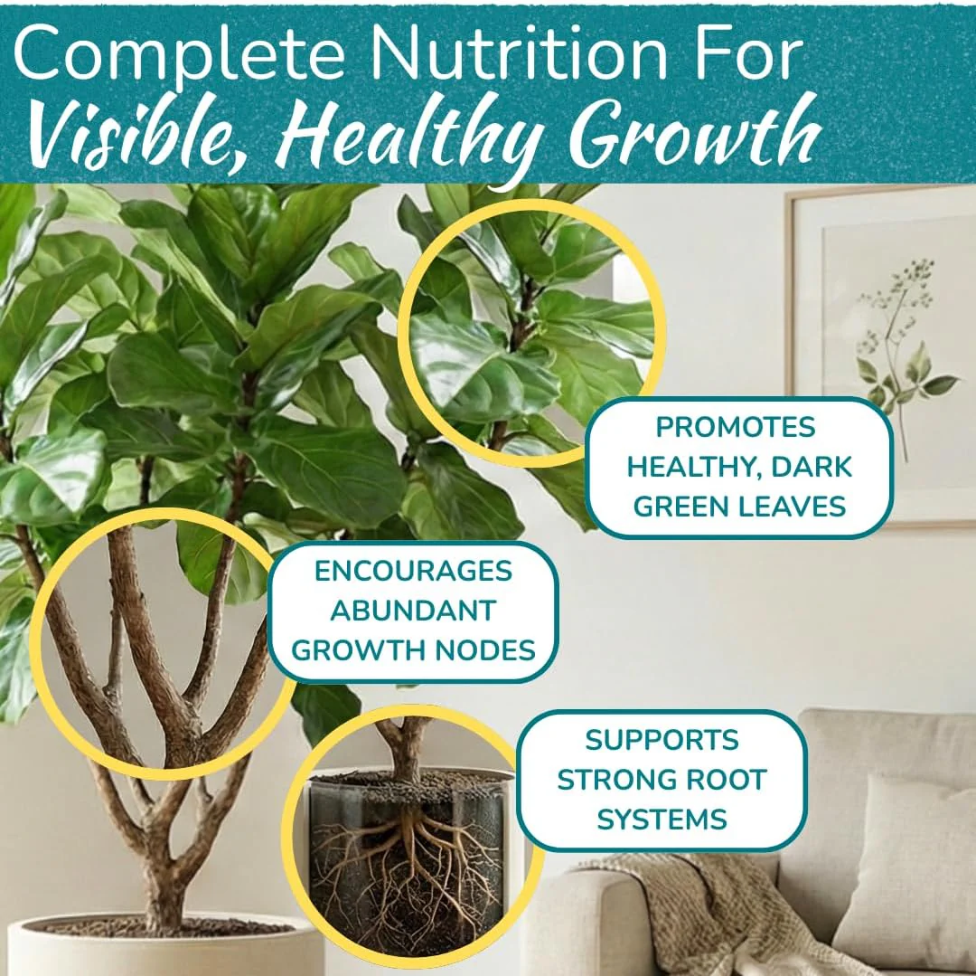 Fiddle Leaf Fig Plant Food – 3‑1‑2 Balanced NPK Liquid Fertilizer for Larger Leaves, Stronger Roots & Steady, Vibrant Growth | Suitable for All Ficus Including Ficus Lyrata | Made in USA | 8 oz - Image 3