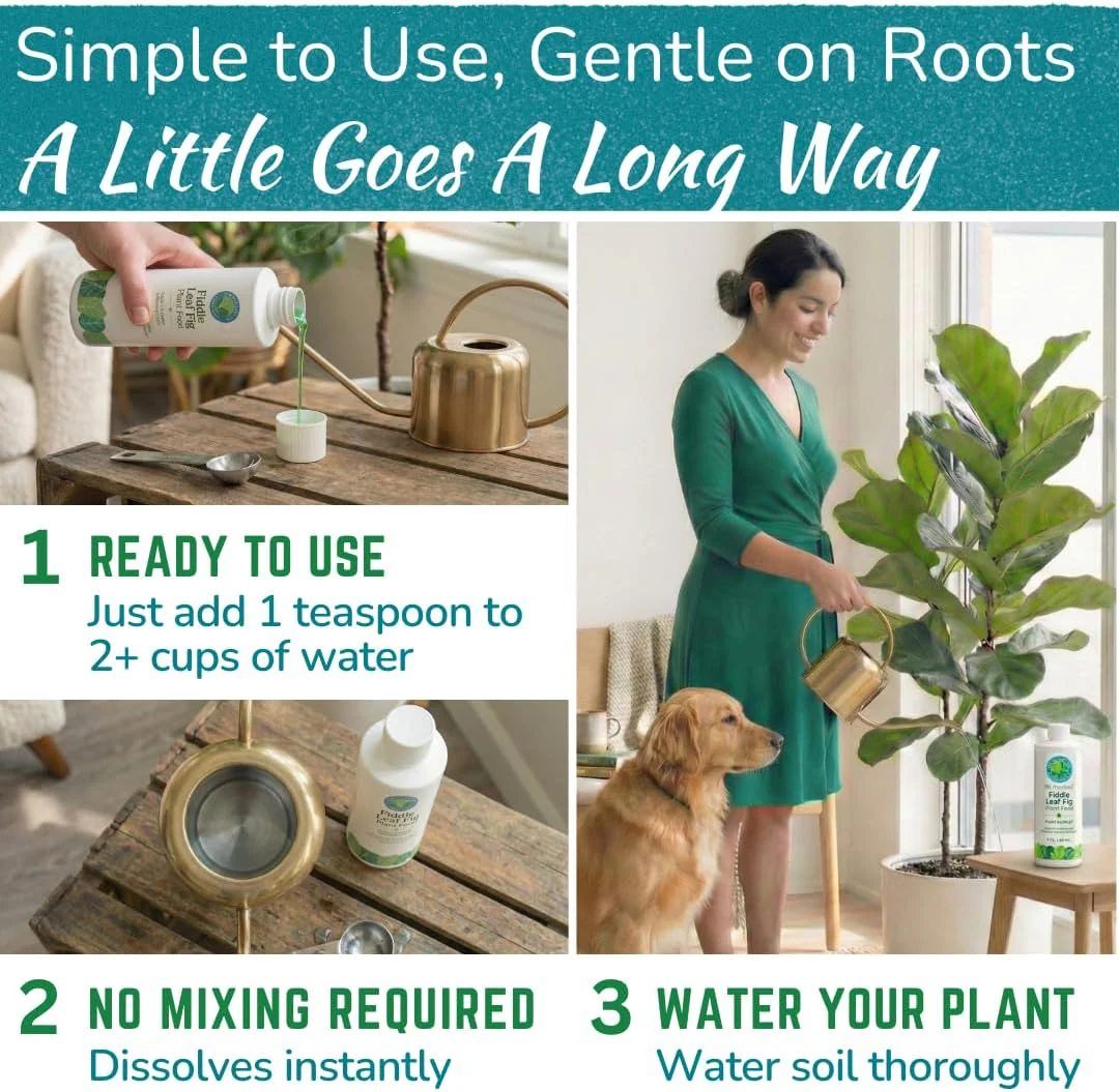 Fiddle Leaf Fig Plant Food – 3‑1‑2 Balanced NPK Liquid Fertilizer for Larger Leaves, Stronger Roots & Steady, Vibrant Growth | Suitable for All Ficus Including Ficus Lyrata | Made in USA | 8 oz - Image 5