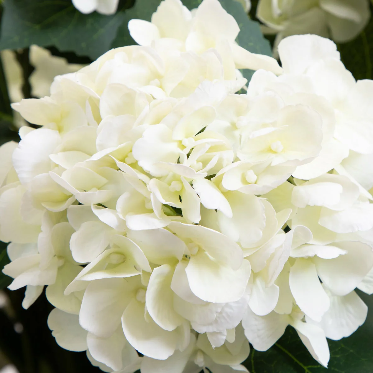 Faux 35” Hydrangea Floor Plant - Image 4