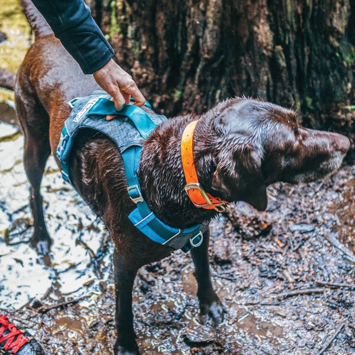 Kurgo Journey Air Harness and Quantum 6-in1 Leash Bundle, Small - Image 6