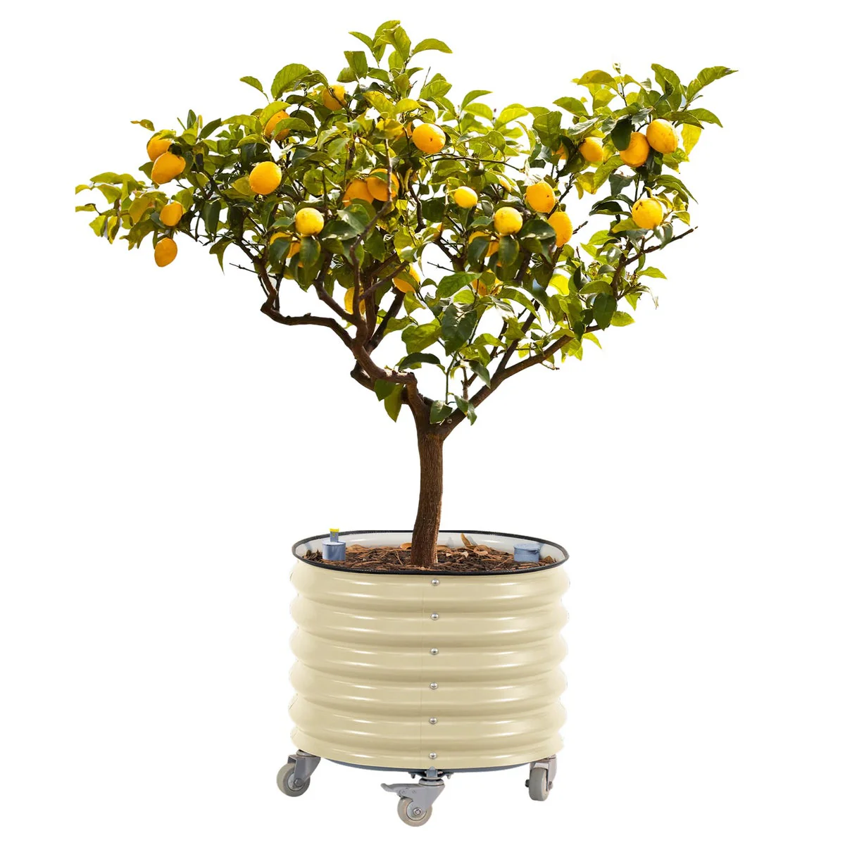 NEW - Vego Garden Self-Watering Rolling Citrus Tree Planter - Image 2