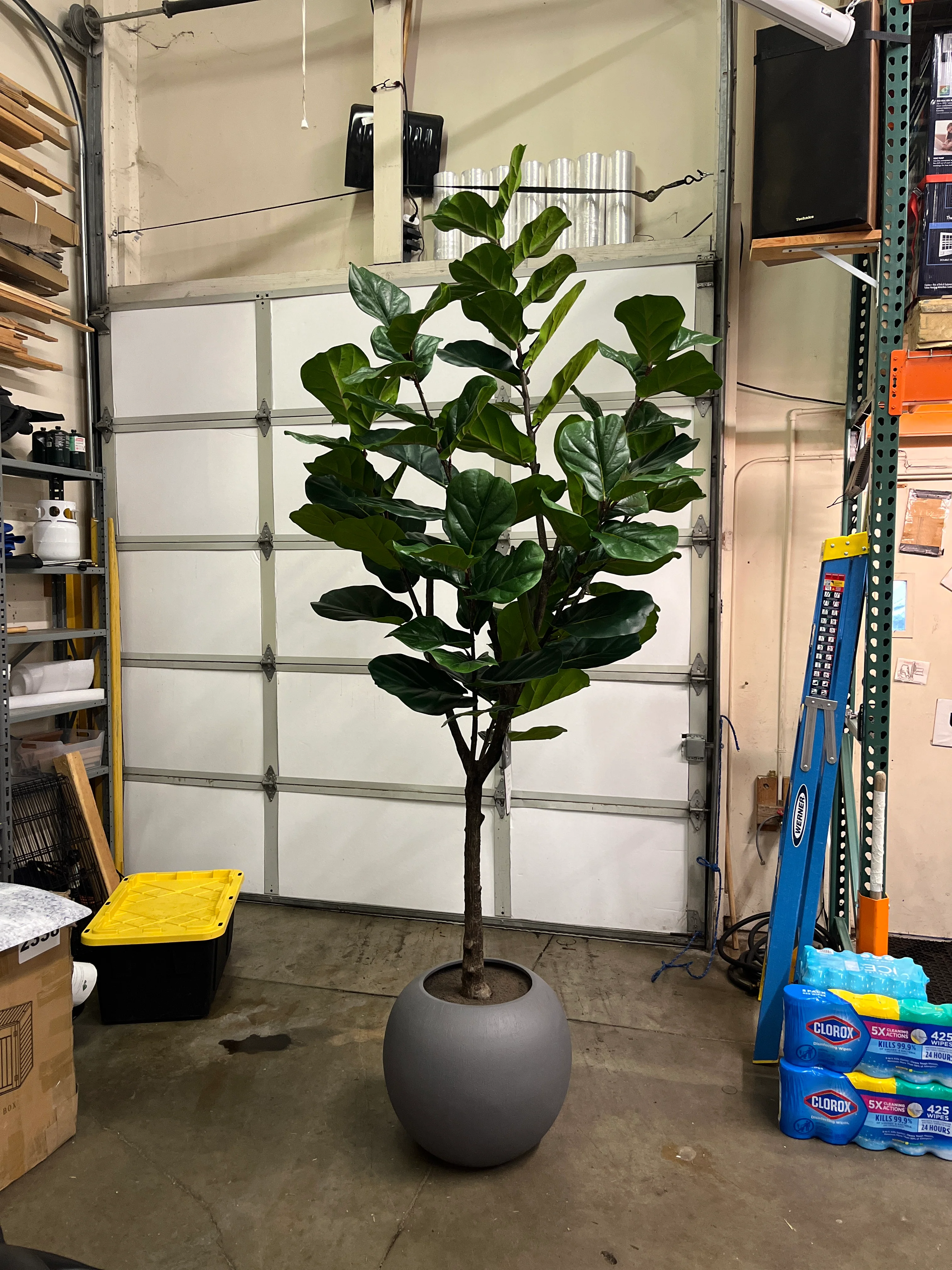 Costco - Artificial 3.05 m (10 ft.) Fiddle Leaf Fig Tree with Planter - Retail $379 - Image 2