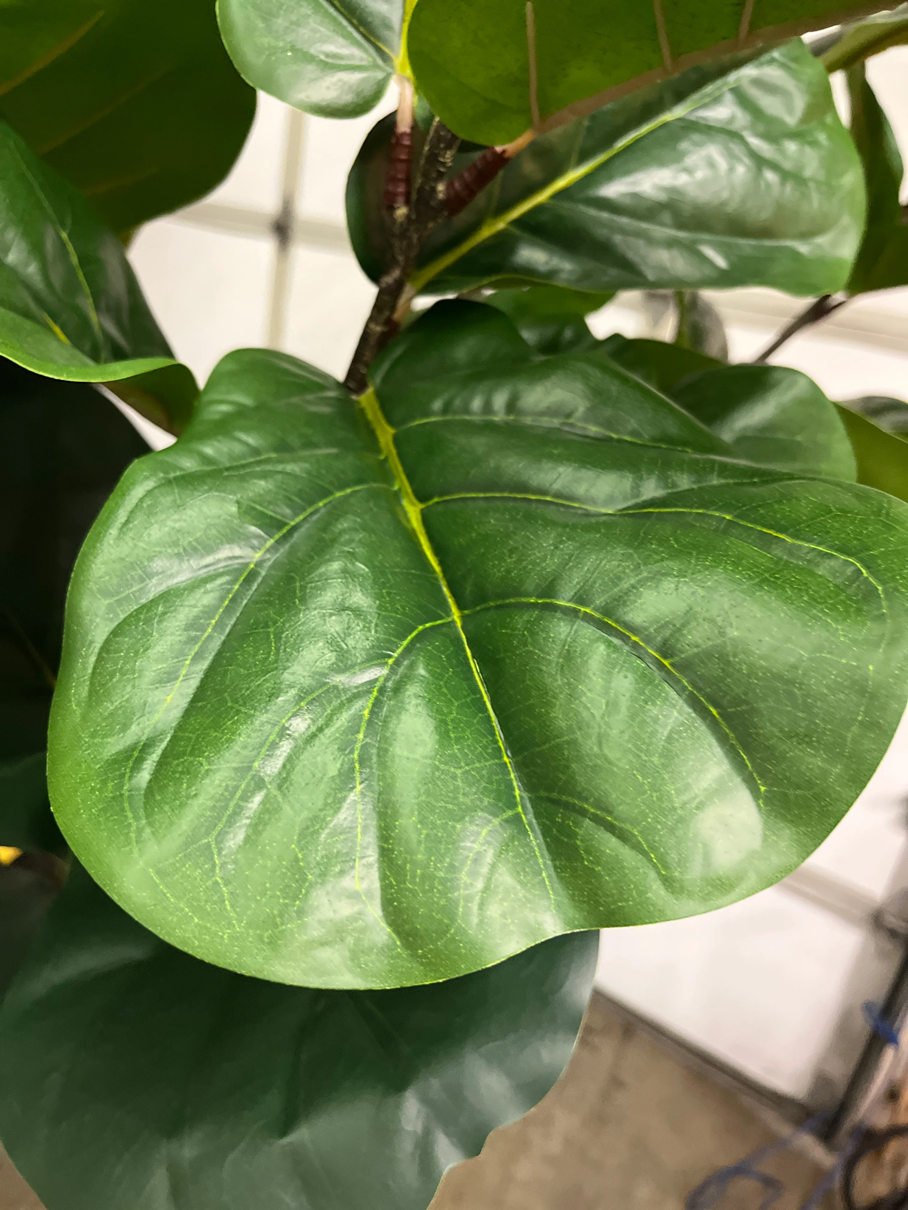 Costco - Artificial 3.05 m (10 ft.) Fiddle Leaf Fig Tree with Planter - Retail $379 - Image 4