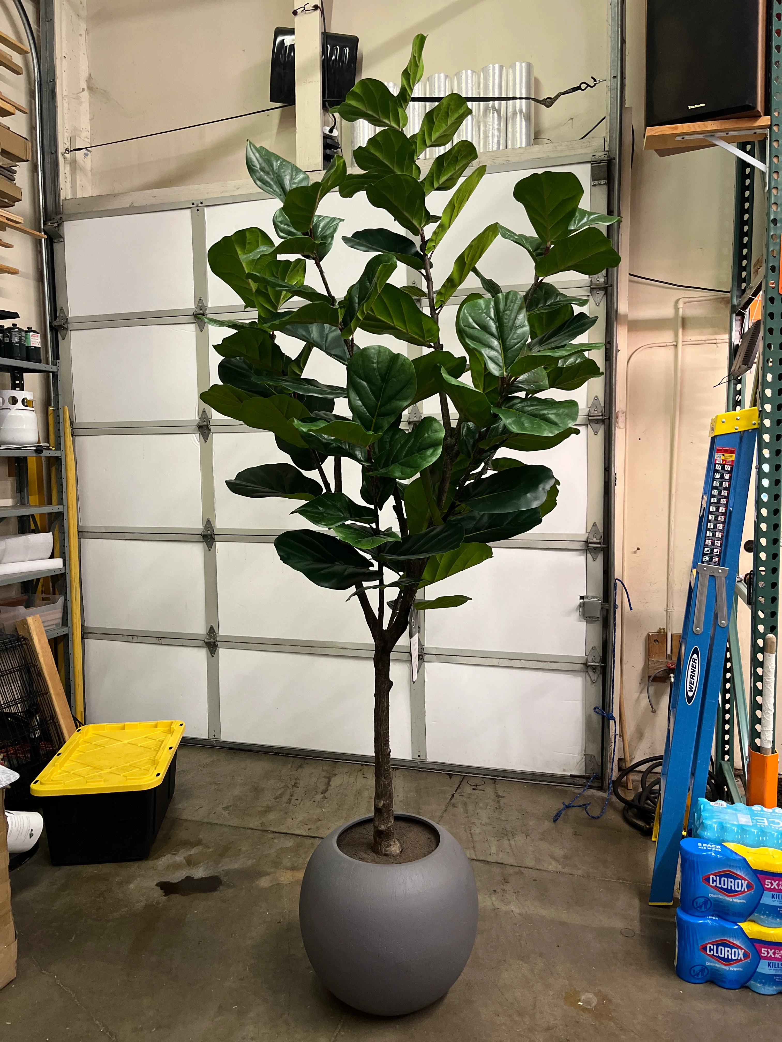 Costco - Artificial 3.05 m (10 ft.) Fiddle Leaf Fig Tree with Planter - Retail $379 - Image 7