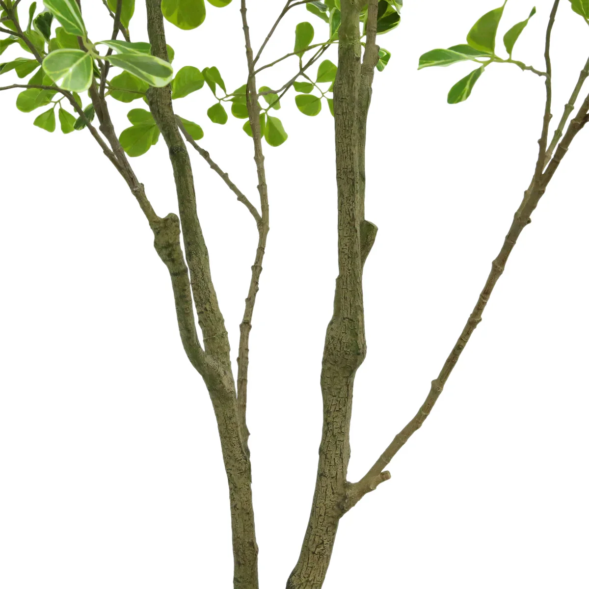 Faux 6.5 ft Ficus Tree - Image 2