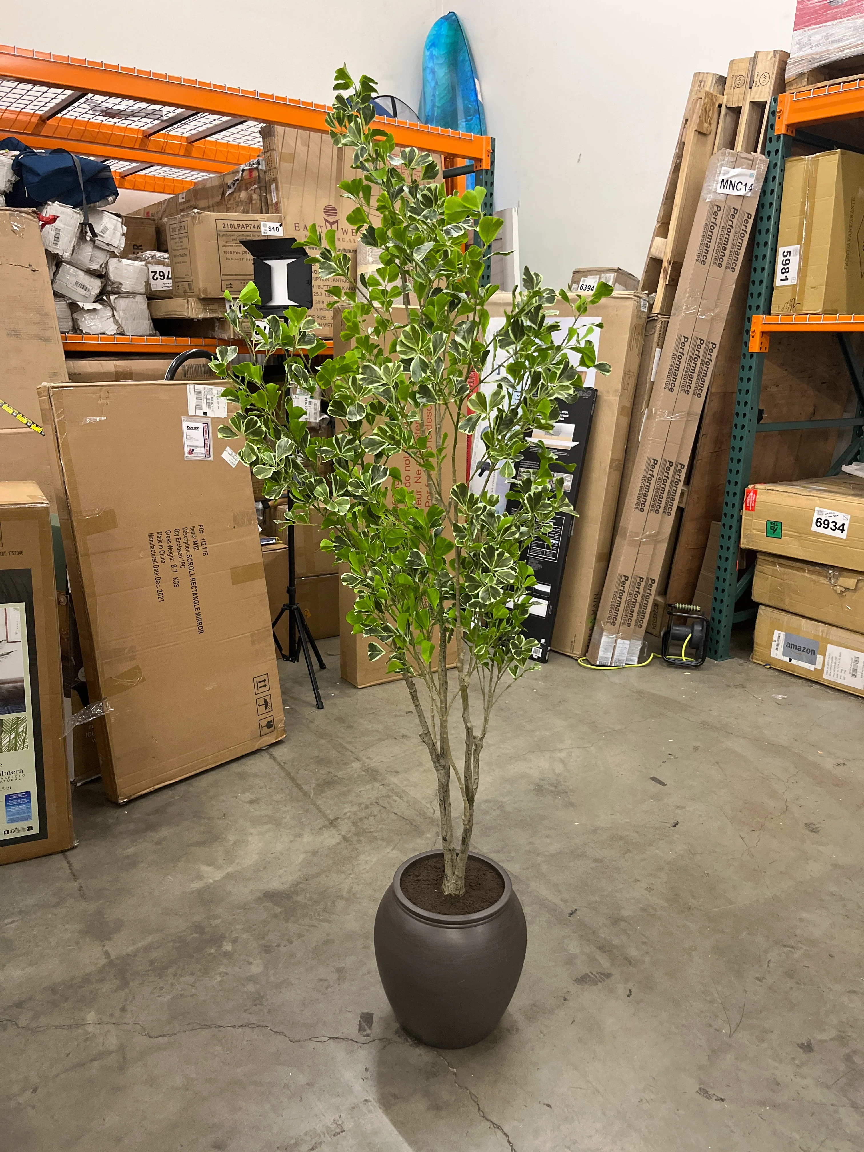 Faux 6.5 ft Ficus Tree - Image 4