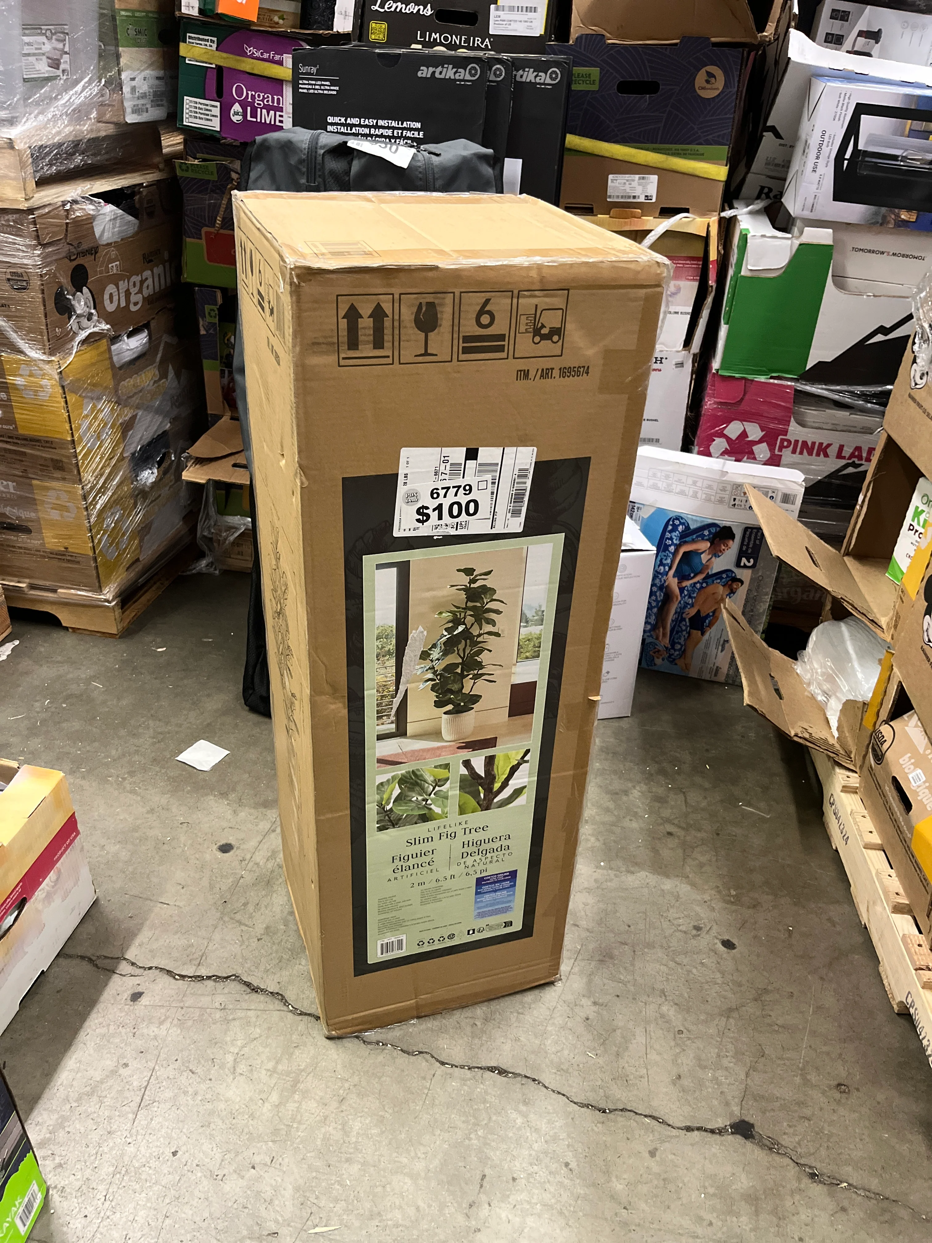 NEW - Faux 6.5' Fig Tree - Image 4