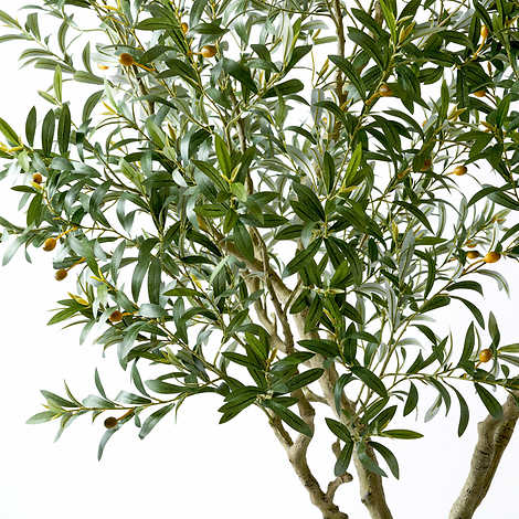 Like NEW - Costco - Faux 8’ Olive Tree - Retail $499 - Image 5