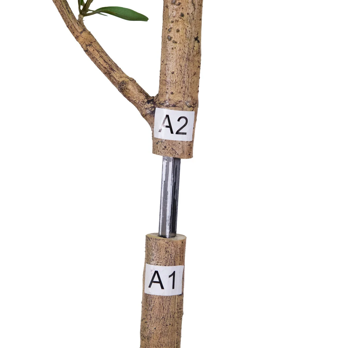 Faux 8' Quince Tree - Image 7